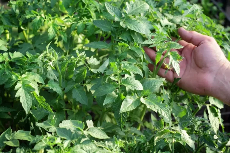 tomato plants not flowering