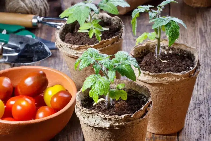 transplanting tomato seedlings