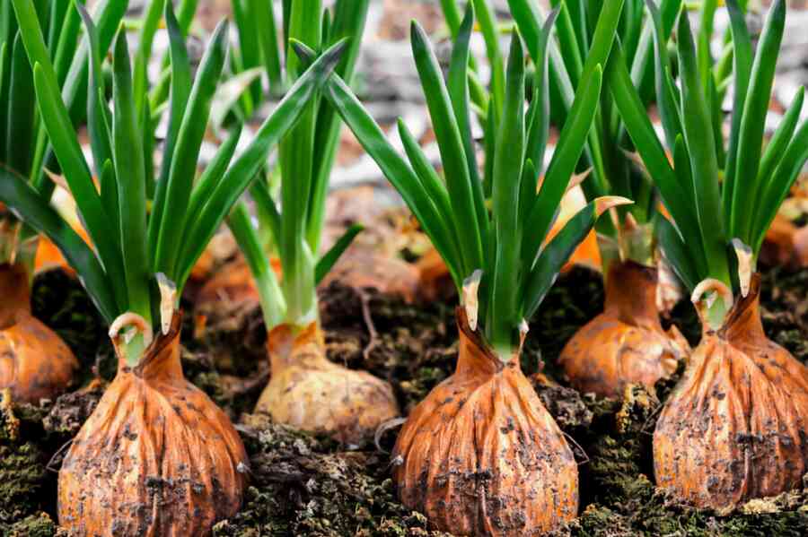 watering for onions