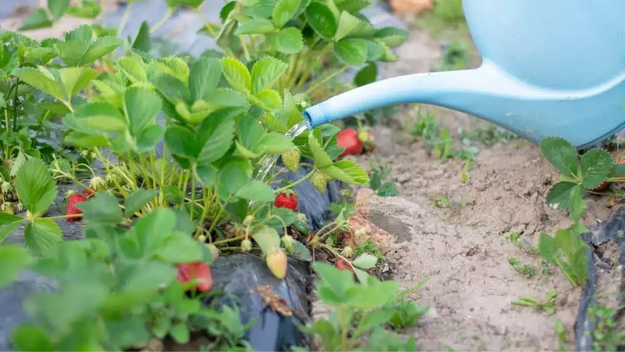 watering strawberry plants