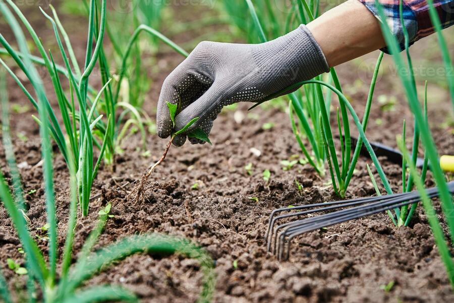 weeding for garden onions