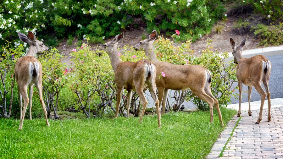 benefits of deer resistant perennials