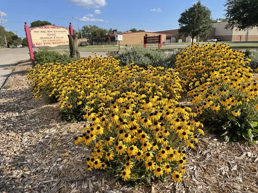 black eyed susan