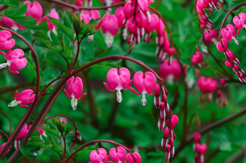 bleeding heart