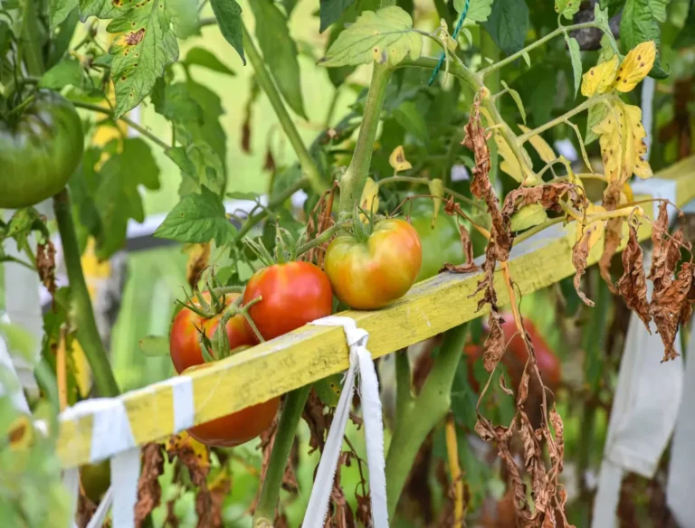 brown leaves on tomato plants