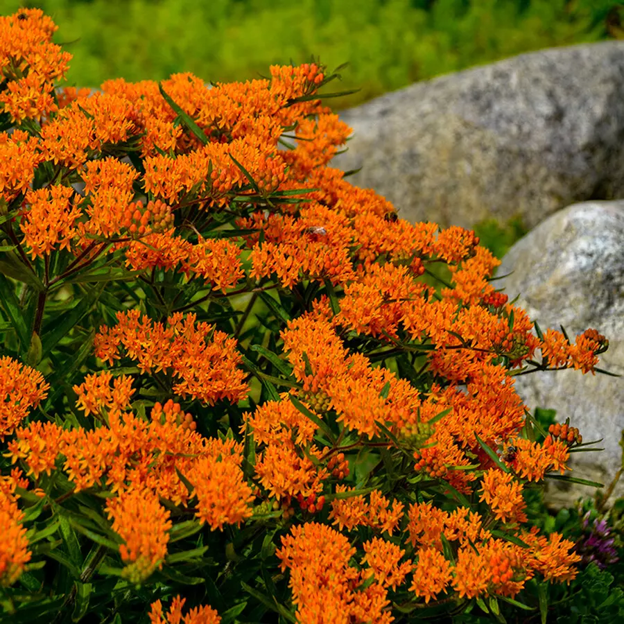 butterfly weed