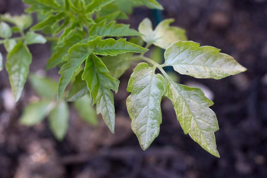 cold damage tomato plants dying