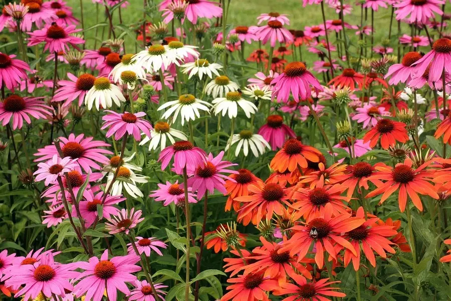 coneflower