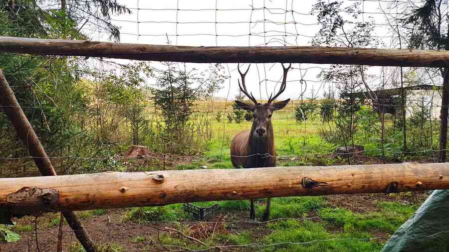 create a deer proof garden fence