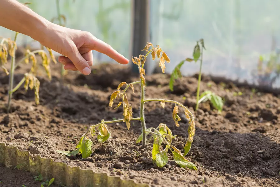 dead leaves on tomato plants