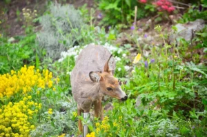 deer resistant perennials