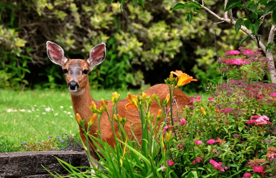 deer tend to avoid certain plants