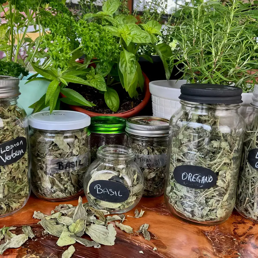 drying to store herbs