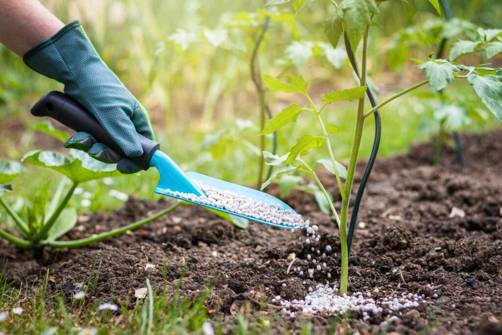 fertilize for tomato plants