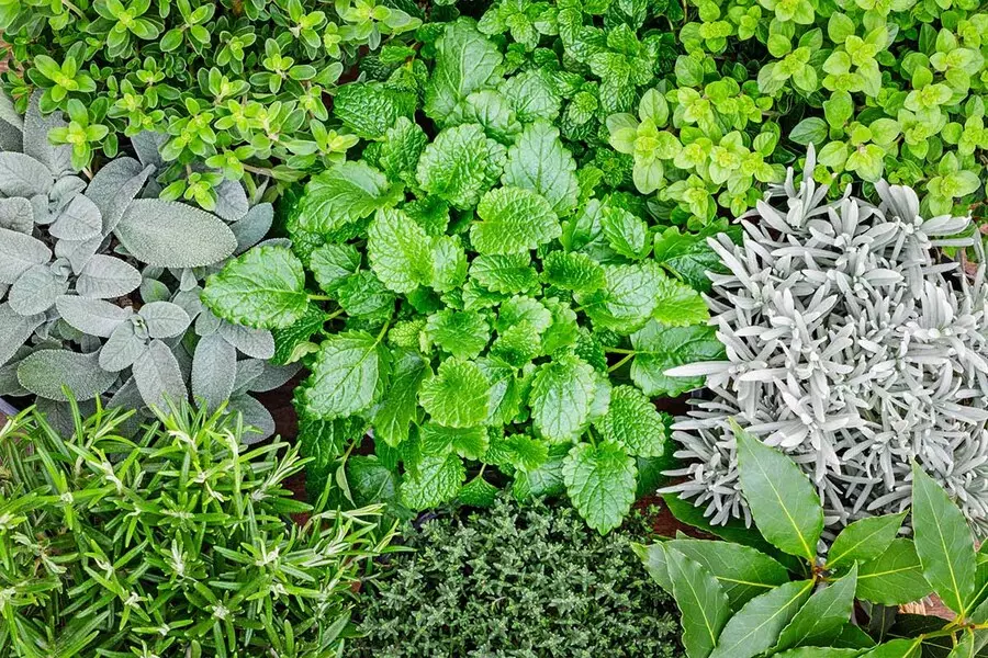 flavorful herbs grow in winter