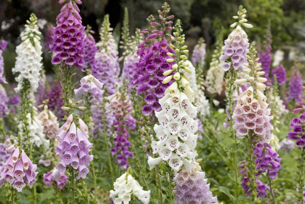 foxglove digitalis