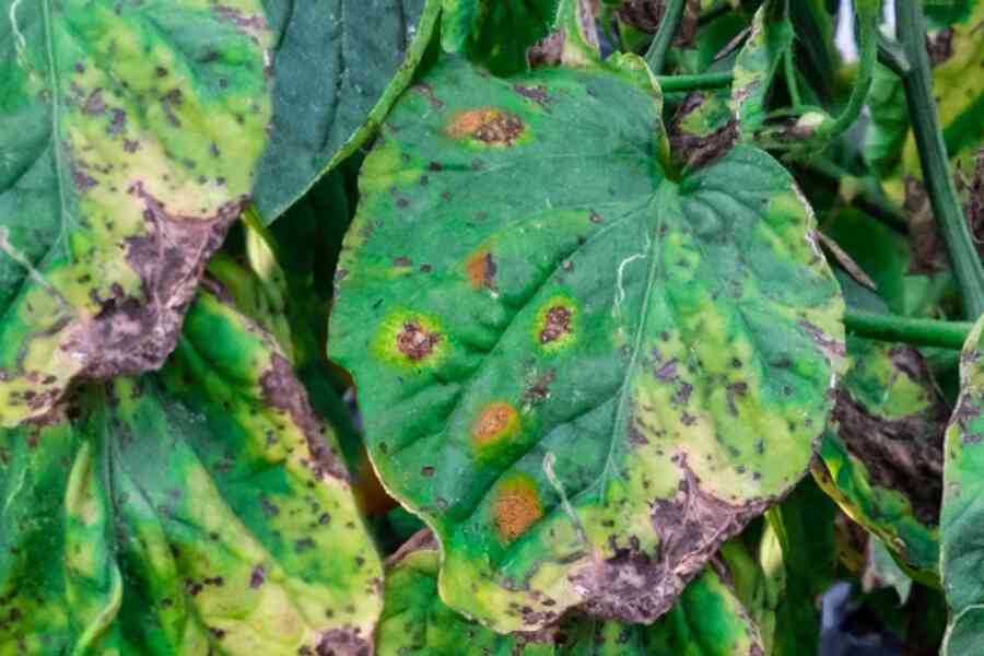 fungal diseases causing brown leaves