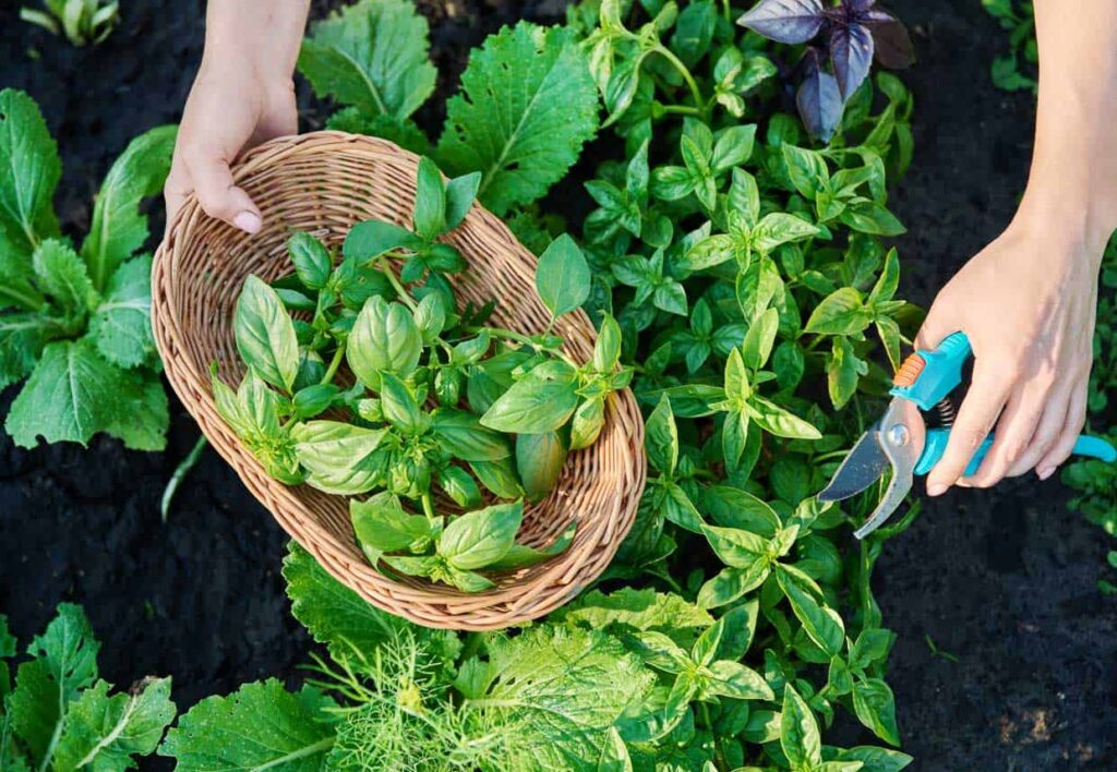 harvesting autumn herbs