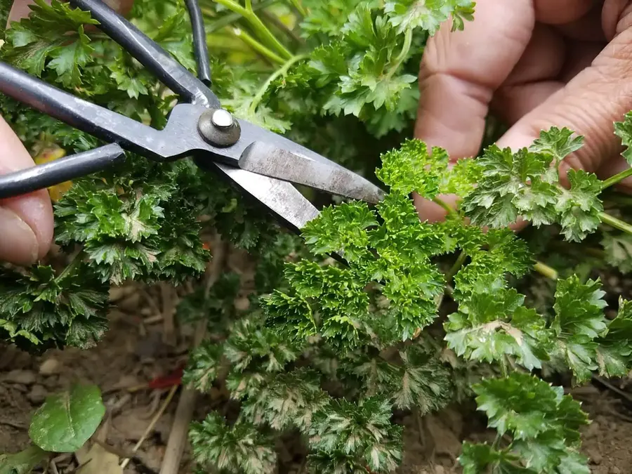 harvesting winter herbs