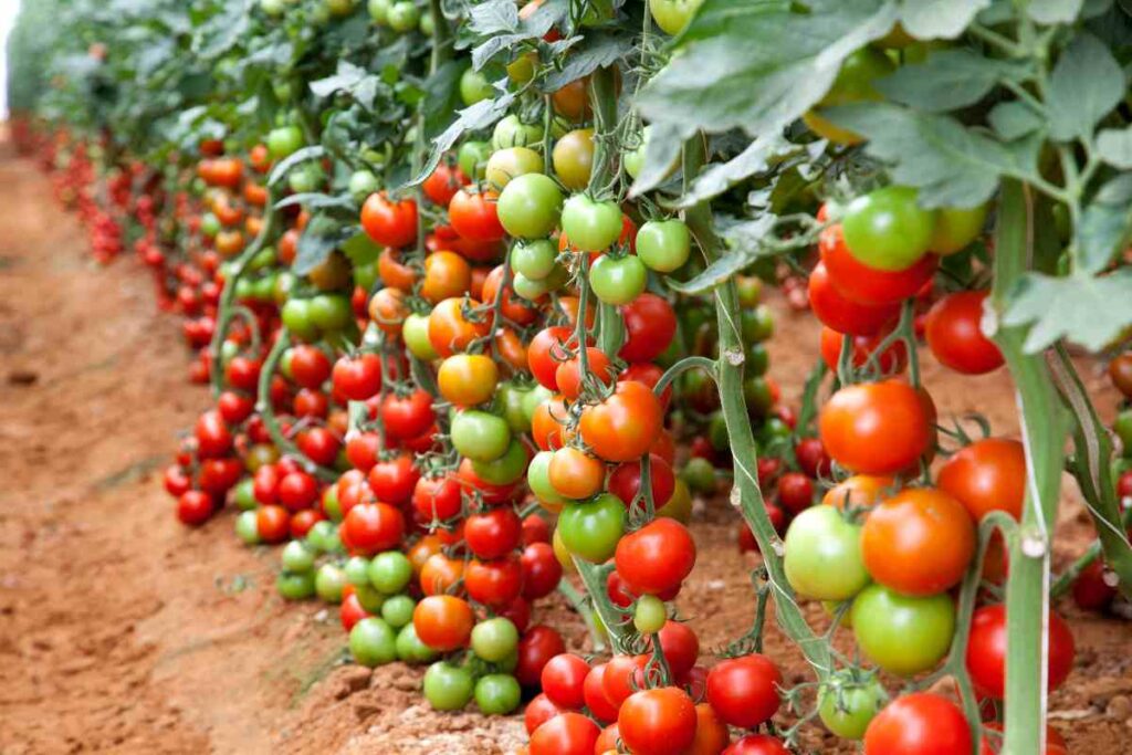 heat tolerant tomato varieties