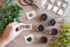 herbs you can grow in winter