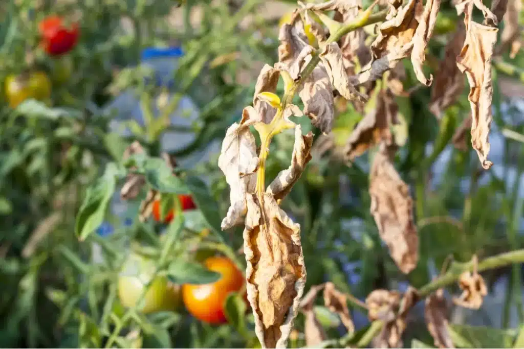 high temperatures cause tomato leaf scorch