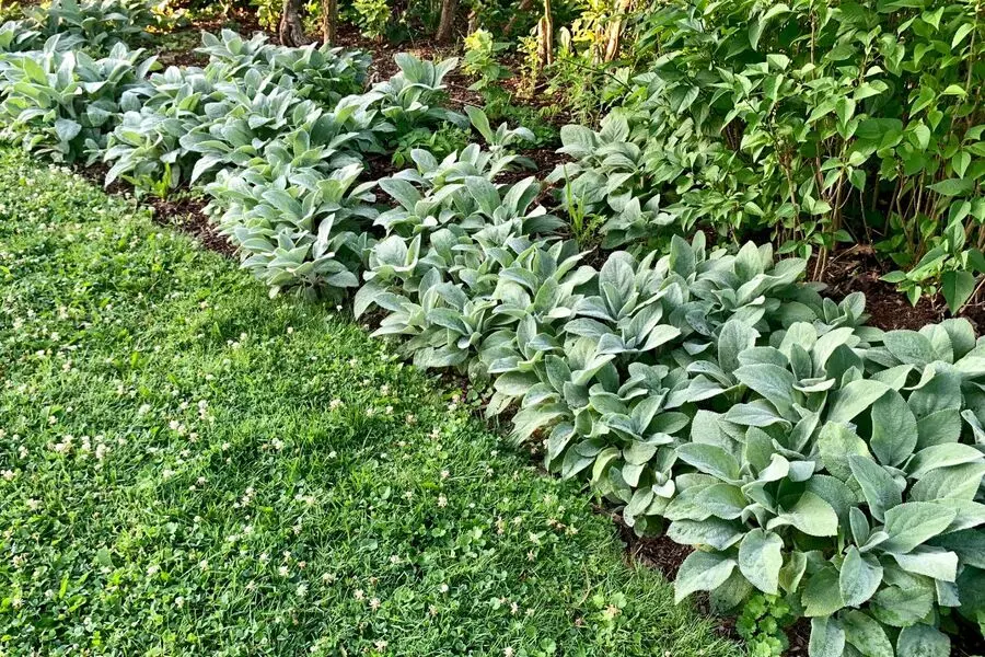 lamb's ear