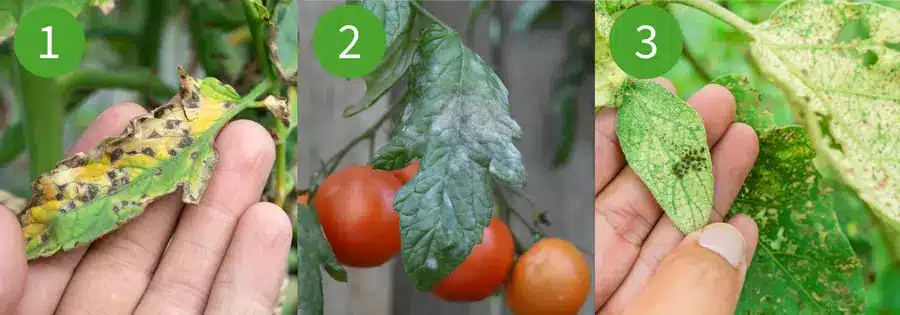 monitor for pests and tomato diseases