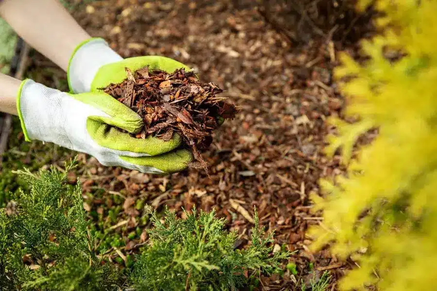 mulching for moisture retention