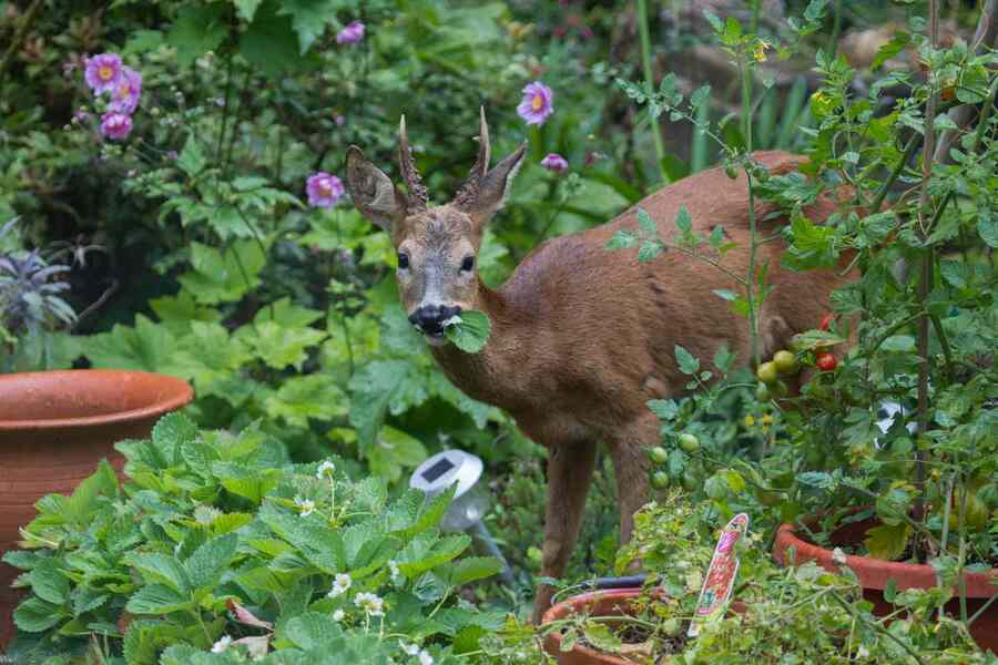 no plant is completely deer proof