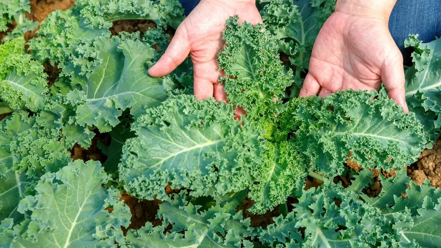 plant kale