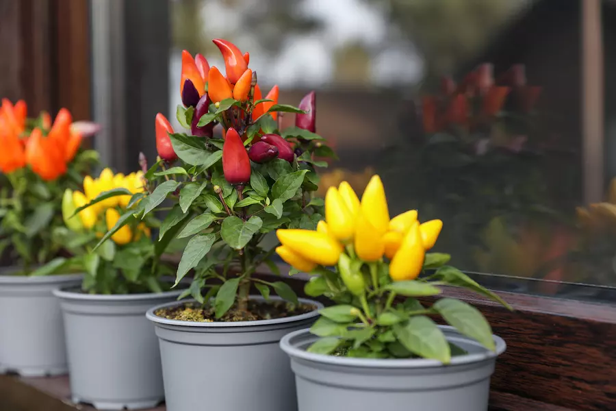 plant peppers indoor