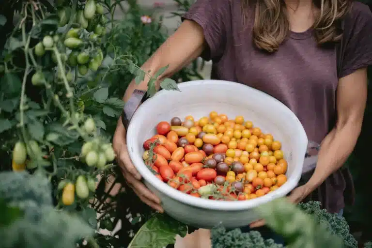 plant tomatoes in houston