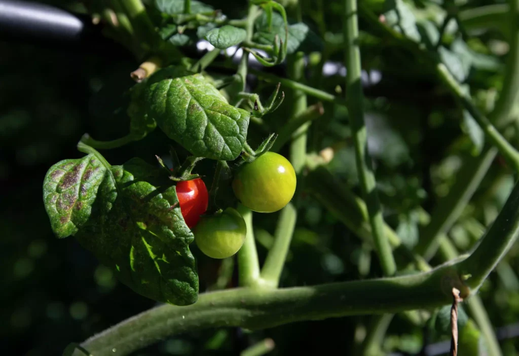 plant tomatoes in houston in spring