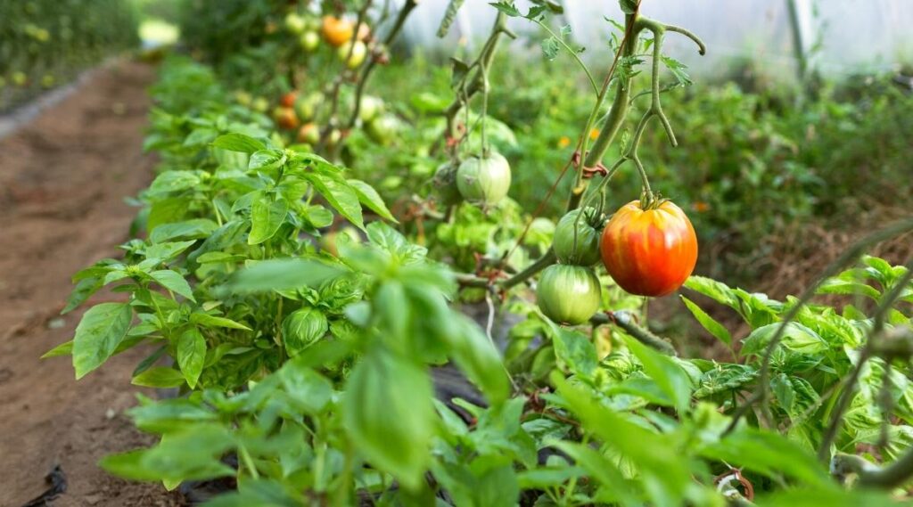 planting basil near your tomatoes