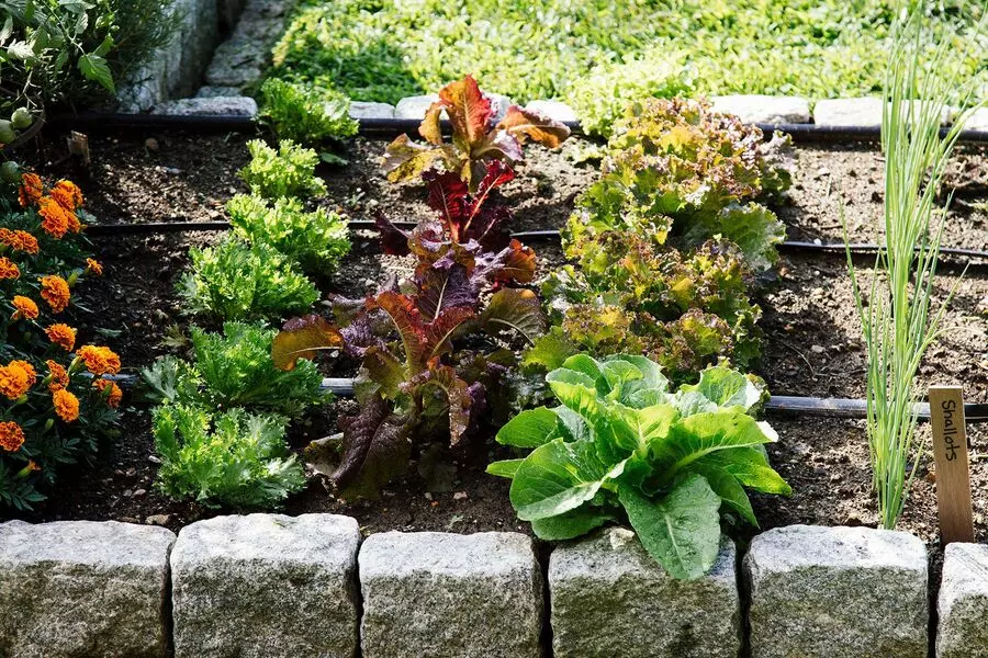 proper spacing successful fall herb garden