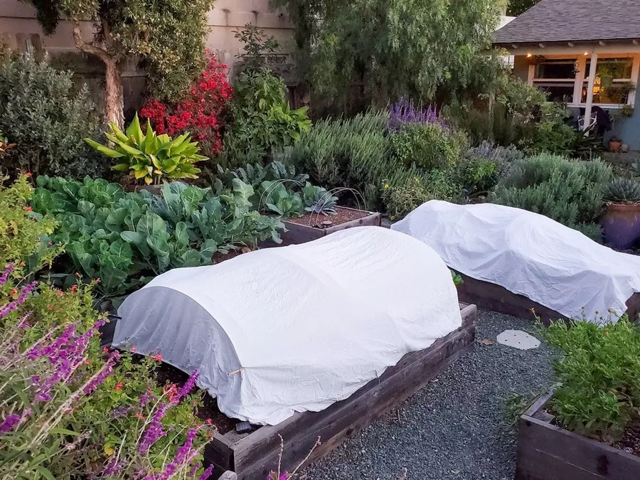 protecting herbs from frost