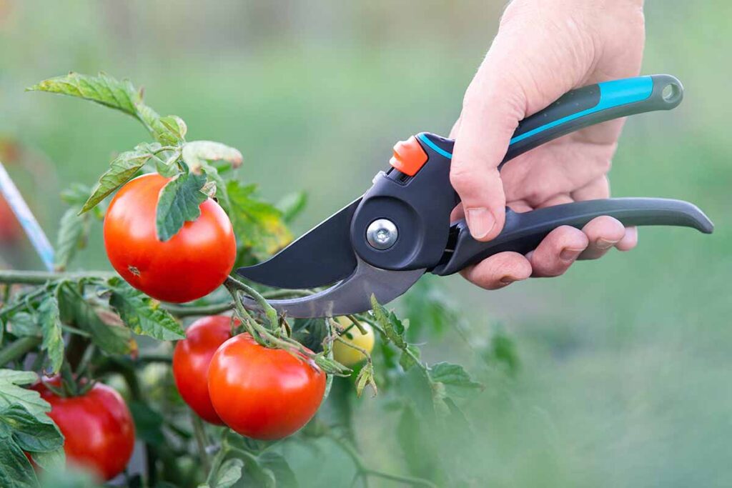 prune tomato plants