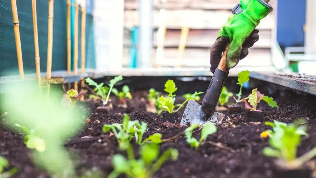 raised bed gardens improve drainage