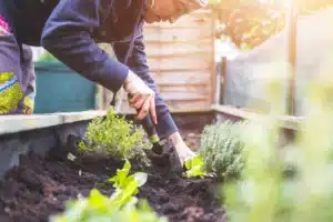 raised gardens bed drainage