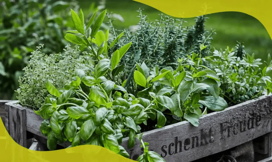 some herbs that grow in autumn