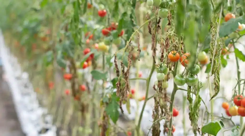 some signs of a dying tomato plant