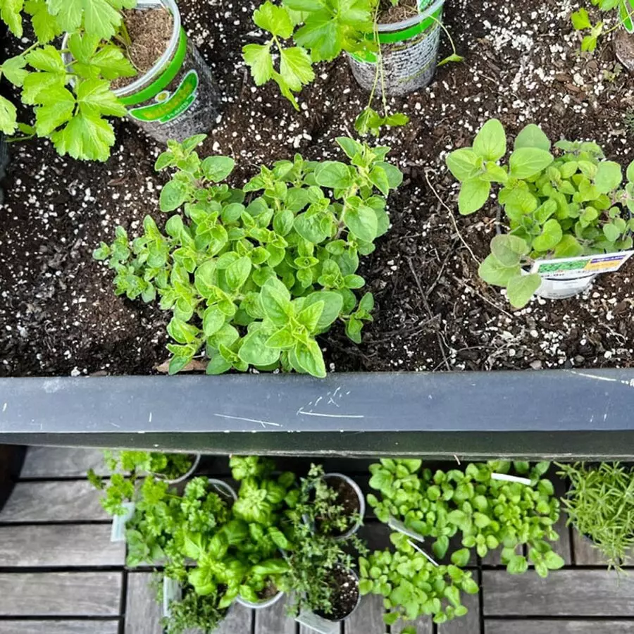 spring herb garden