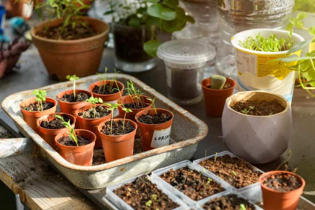 start herbs seeds indoors