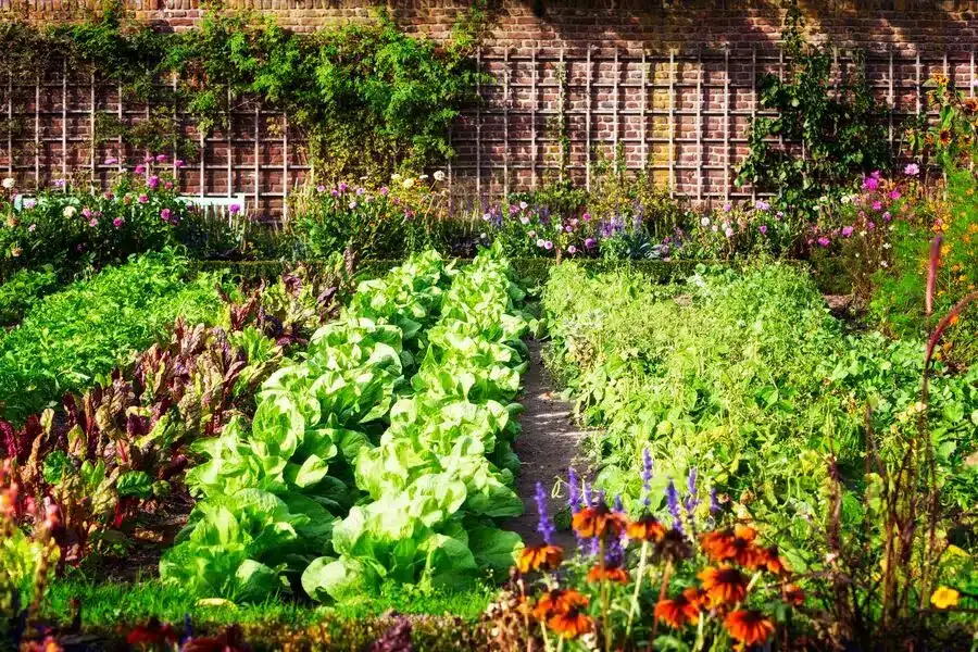 summer vegetable garden