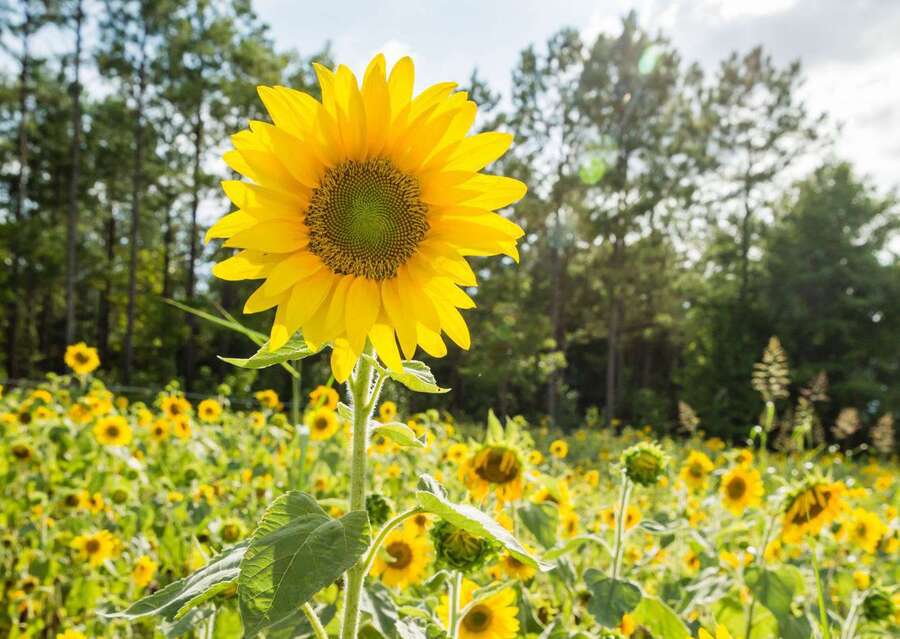 sunflower plants to plant in summer