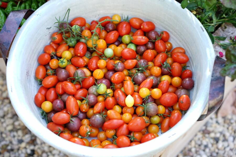 tomato growing in houston