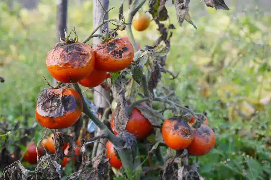 tomato late blight