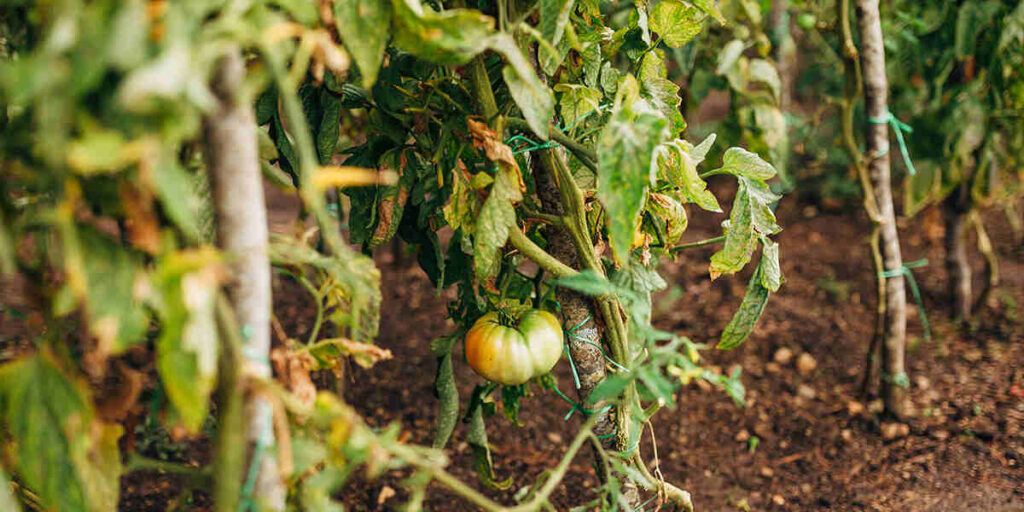 tomato plants dying before fruit ripens