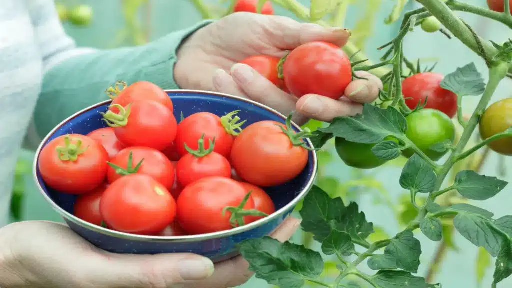 tomato plants to plant in summer